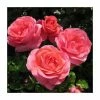 Special Anniversary | Hybrid Tea Rose 2 Special Anniversary | Hybrid Tea Rose -Pot Shop PL11007 main image 4b7b
