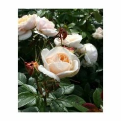 Champagne Moment' Bush Rose - 5.5L Pot -Pot Shop PL11010 add image 2 bcb4