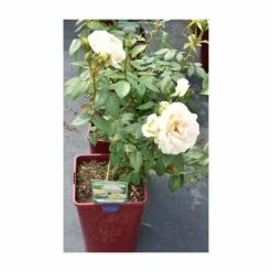 Champagne Moment' Bush Rose - 5.5L Pot -Pot Shop PL11010 add image 3 fc14
