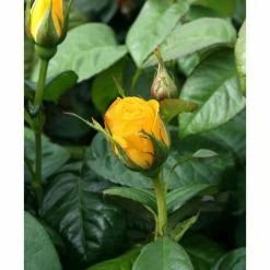 Golden Wedding' Bush Rose - 5.5L Pot -Pot Shop PL11011 add image 1 fd9e