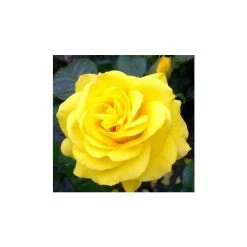 Golden Wedding' Bush Rose - 5.5L Pot -Pot Shop PL11011 add image 2 fbde