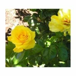 Golden Wedding' Bush Rose - 5.5L Pot -Pot Shop PL11011 add image 3 0f6e