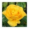 Golden Wedding' Bush Rose - 5.5L Pot 2 Golden Wedding' Bush Rose - 5.5L Pot -Pot Shop PL11011 main image 84d7