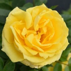 Pot Shop 34 'Golden Anniversary' Patio Rose - 5.5L Pot