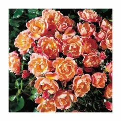 Thank You | Floribunda Rose -Pot Shop PL11021 add image 1 99cb