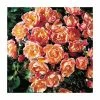 Thank You | Floribunda Rose -Pot Shop PL11021 main image 1e12