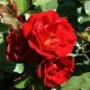 Ruby Anniversary | Hybrid Tea Rose -Pot Shop PL11023 main image a7ac