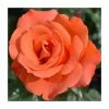 Alexander' Bush Rose - 4L Pot -Pot Shop PL11029 main image e32d