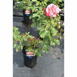 Double Delight' Bush Rose - 4L Pot 7 Double Delight' Bush Rose - 4L Pot -Pot Shop PL11035 add image 1 a6a1