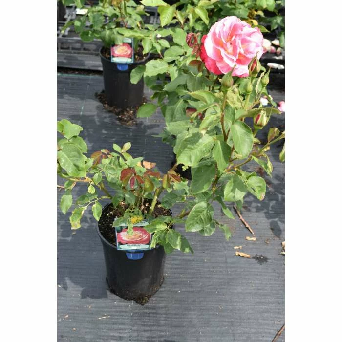 Double Delight' Bush Rose - 4L Pot 5 Double Delight' Bush Rose - 4L Pot - Image 3