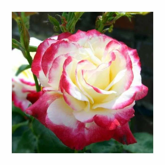Double Delight' Bush Rose - 4L Pot 3 Double Delight' Bush Rose - 4L Pot