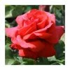 'Fragrant Cloud' Bush Rose - 4L Pot 2 'Fragrant Cloud' Bush Rose - 4L Pot -Pot Shop PL11036 main image c35d