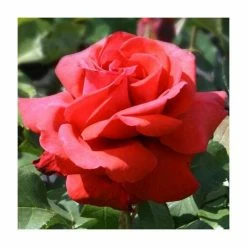 Pot Shop 30 'Fragrant Cloud' Bush Rose - 4L Pot
