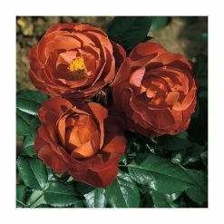 'Hot Chocolate' Bush Rose - 4L Pot 8 'Hot Chocolate' Bush Rose - 4L Pot -Pot Shop PL11038 add image 1 519e