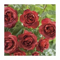 'Hot Chocolate' Bush Rose - 4L Pot 9 'Hot Chocolate' Bush Rose - 4L Pot -Pot Shop PL11038 add image 2 0f11