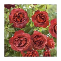 'Hot Chocolate' Bush Rose - 4L Pot 10 'Hot Chocolate' Bush Rose - 4L Pot -Pot Shop PL11038 add image 3 6733