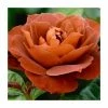 'Hot Chocolate' Bush Rose - 4L Pot -Pot Shop PL11038 main image e3da