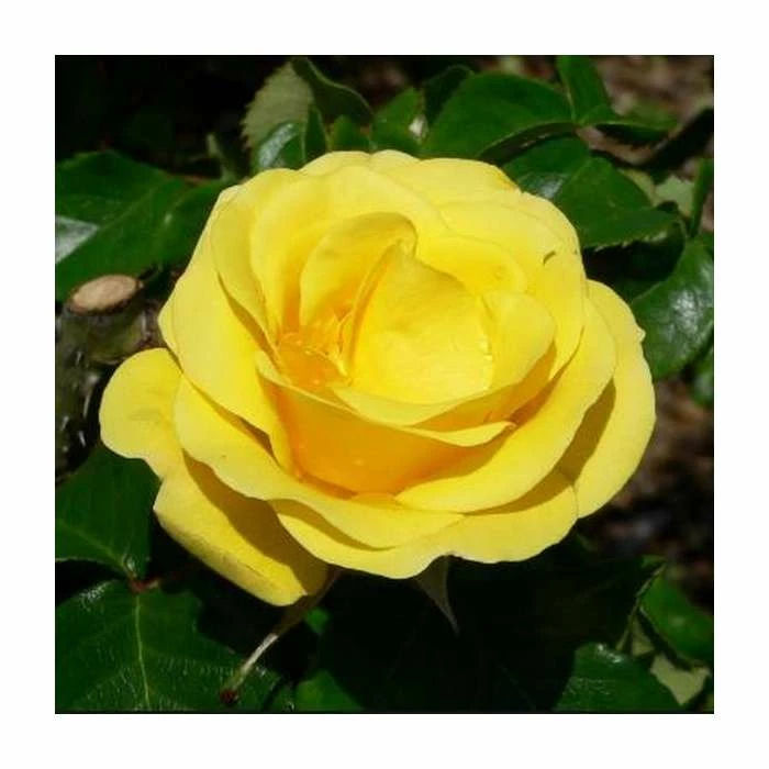 Freedom' Bush Rose - 4L Pot 3 Freedom' Bush Rose - 4L Pot