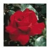 Ingrid Bergman' Bush Rose - 4L Pot 2 Ingrid Bergman' Bush Rose - 4L Pot -Pot Shop PL11042 main image 1bae
