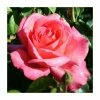 Lovely Lady' Bush Rose - 4L Pot 1 Lovely Lady' Bush Rose - 4L Pot -Pot Shop PL11045 main image 2f33