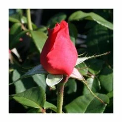 Lovely Lady' Bush Rose - 4L Pot -Pot Shop PL11045 rollover image 68dc