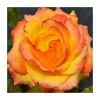 Tequila Sunrise' Bush Rose - 4L Pot -Pot Shop PL11054 main image 72a7