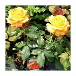 Tequila Sunrise' Bush Rose - 4L Pot -Pot Shop PL11054 rollover image a197