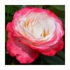'Nostalgia' Bush Rose - 4L Pot 1 'Nostalgia' Bush Rose - 4L Pot -Pot Shop PL11060 main image 461d