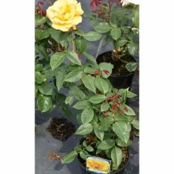 Keep Smiling' Bush Rose - 4L Pot -Pot Shop PL11061 add image 1 431d