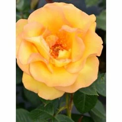 Keep Smiling' Bush Rose - 4L Pot -Pot Shop PL11061 add image 2 b38a