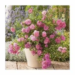 'Flower Carpet Pink' Ground Cover Rose - 4L Pot -Pot Shop PL11104 add image 1 9881