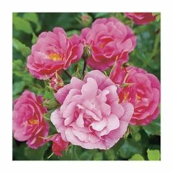 'Flower Carpet Pink' Ground Cover Rose - 4L Pot -Pot Shop PL11104 add image 2 4d1a