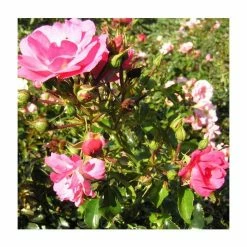 'Flower Carpet Pink' Ground Cover Rose - 4L Pot -Pot Shop PL11104 add image 3 9390