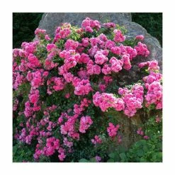 Pot Shop 26 'Flower Carpet Pink' Ground Cover Rose - 4L Pot