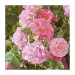 Pot Shop -Pot Shop PL11104 rollover image b6ef