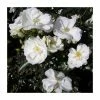 'Flower Carpet White' Ground Cover Rose - 4L Pot -Pot Shop PL11105 main image c167