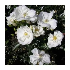 Pot Shop 15 'Flower Carpet White' Ground Cover Rose - 4L Pot