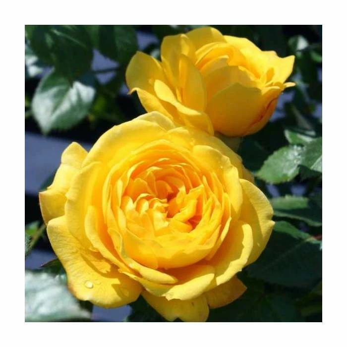 Golden Trust' Patio Rose - 4L Pot 3 Golden Trust' Patio Rose - 4L Pot