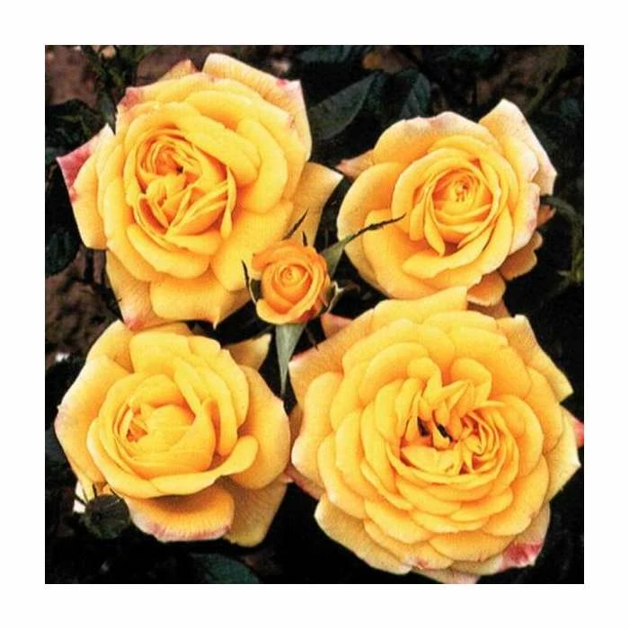 Golden Trust' Patio Rose - 4L Pot 4 Golden Trust' Patio Rose - 4L Pot - Image 2