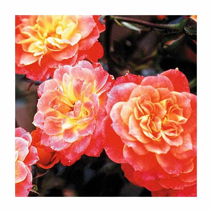 Mandarin' Bush Rose - 4L Pot 3 Mandarin' Bush Rose - 4L Pot