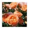 Sweet Dreams' Patio Rose - 4L Pot -Pot Shop PL11120 main image c892