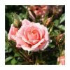 Flower Power' Patio Rose - 4L Pot 1 Flower Power' Patio Rose - 4L Pot -Pot Shop PL11127 main image 7d71