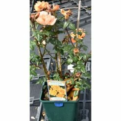 Bridge Of Sighs | Climbing Rose -Pot Shop PL11131 add image 1 0dcb