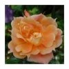 Bridge Of Sighs | Climbing Rose 1 Bridge Of Sighs | Climbing Rose -Pot Shop PL11131 main image 0cbf