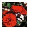 Dublin Bay' Climber Rose - 5.5L Pot -Pot Shop PL11137 main image ca18