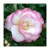 Handel' Climber Rose - 5.5L Pot -Pot Shop PL11142 main image 358d