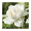 Madame Alfred Carriere' Climber Rose - 5.5L Pot