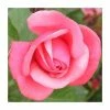 Pink Perpetue' Climber Rose - 5.5L Pot -Pot Shop PL11153 main image 6087