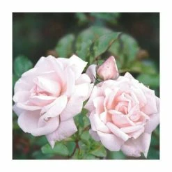New Dawn' Climber Rose - 5.5L Pot -Pot Shop PL11154 add image 1 75eb