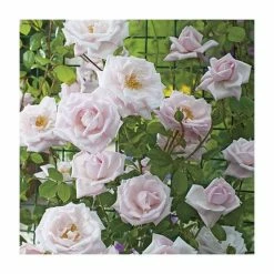 New Dawn' Climber Rose - 5.5L Pot -Pot Shop PL11154 rollover image 900e